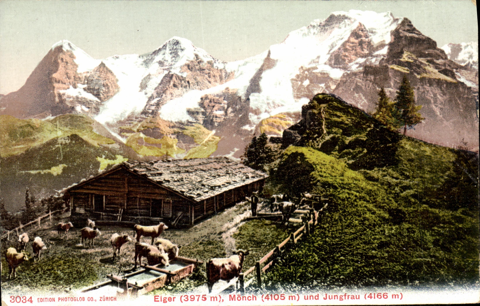 CPA Eiger Monch und Jungfrau Vaches