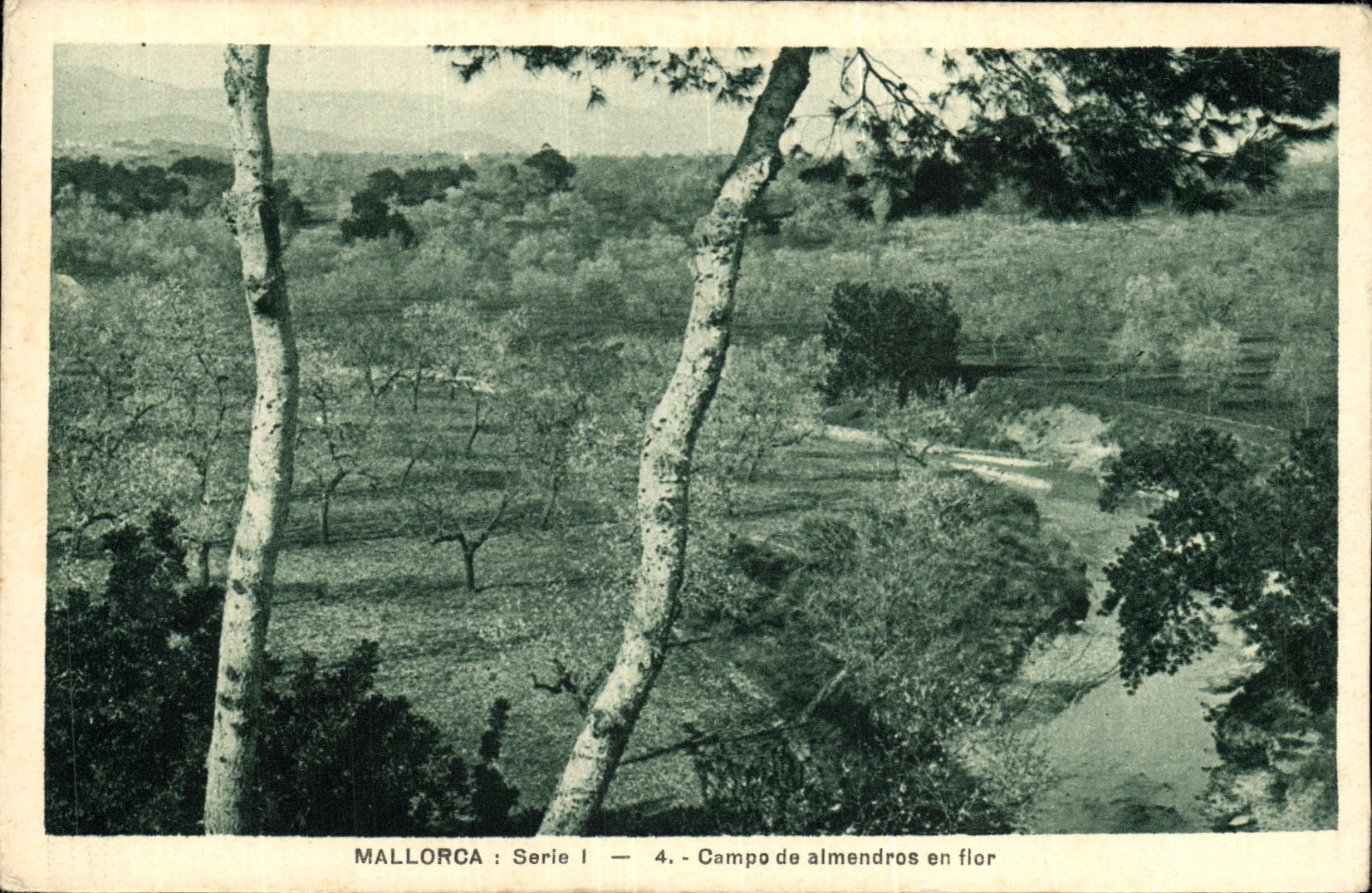 POSTAL Mallorca Campo de Almendros de la VENDIMIA en Flor