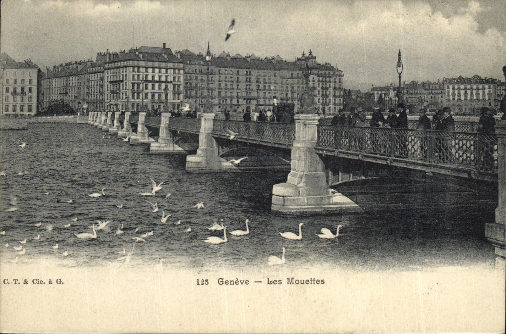 VINTAGE POSTCARD Geneva Gulls