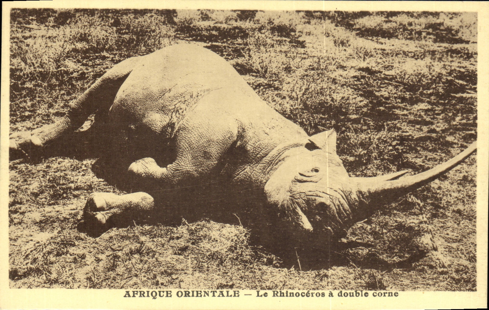 La POSTAL africa Orientale de la VENDIMIA el rinoceronte tiene cuerno doble