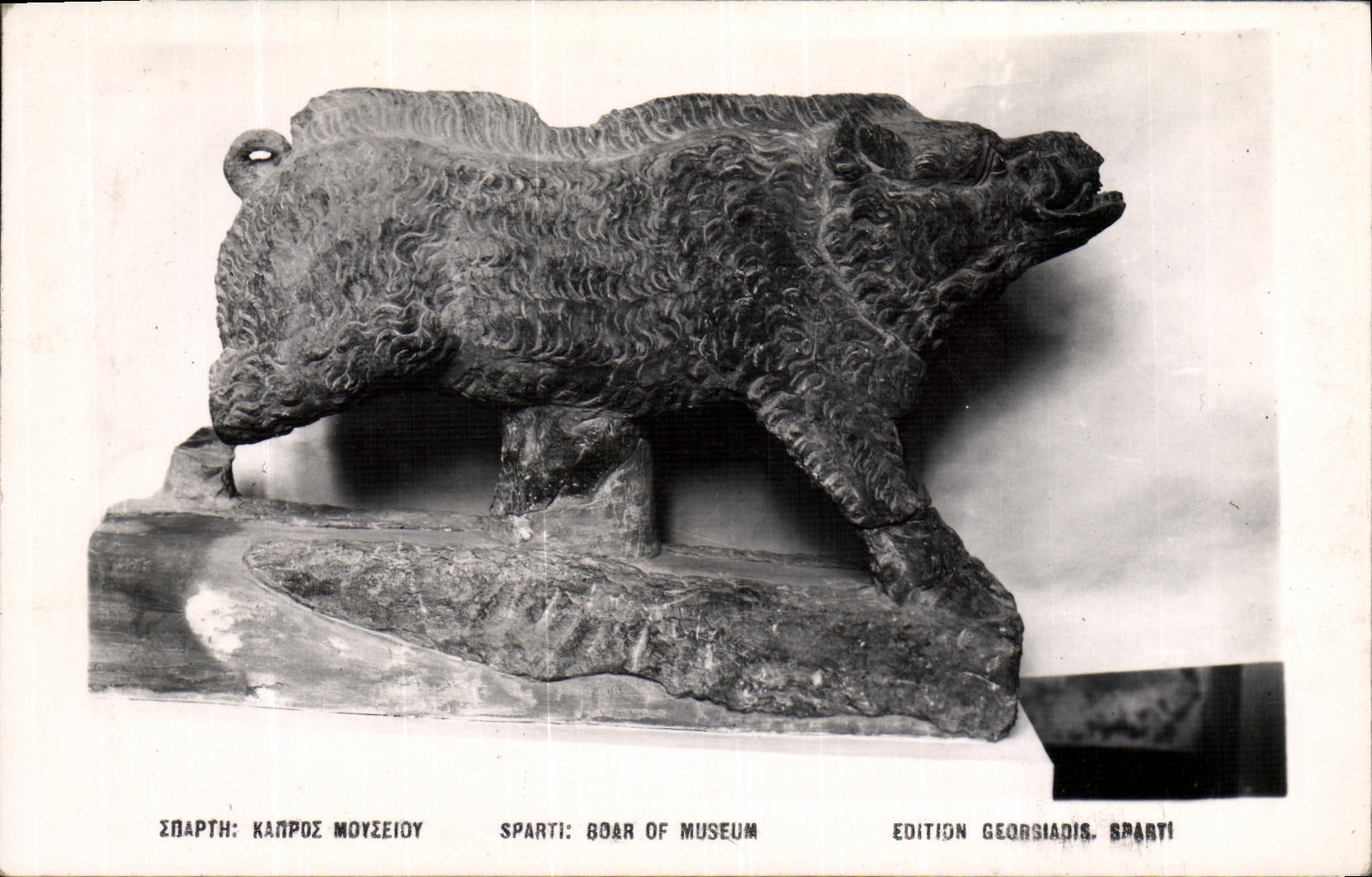 VINTAGE POSTCARD Sparti Boar off Museum Wild boar
