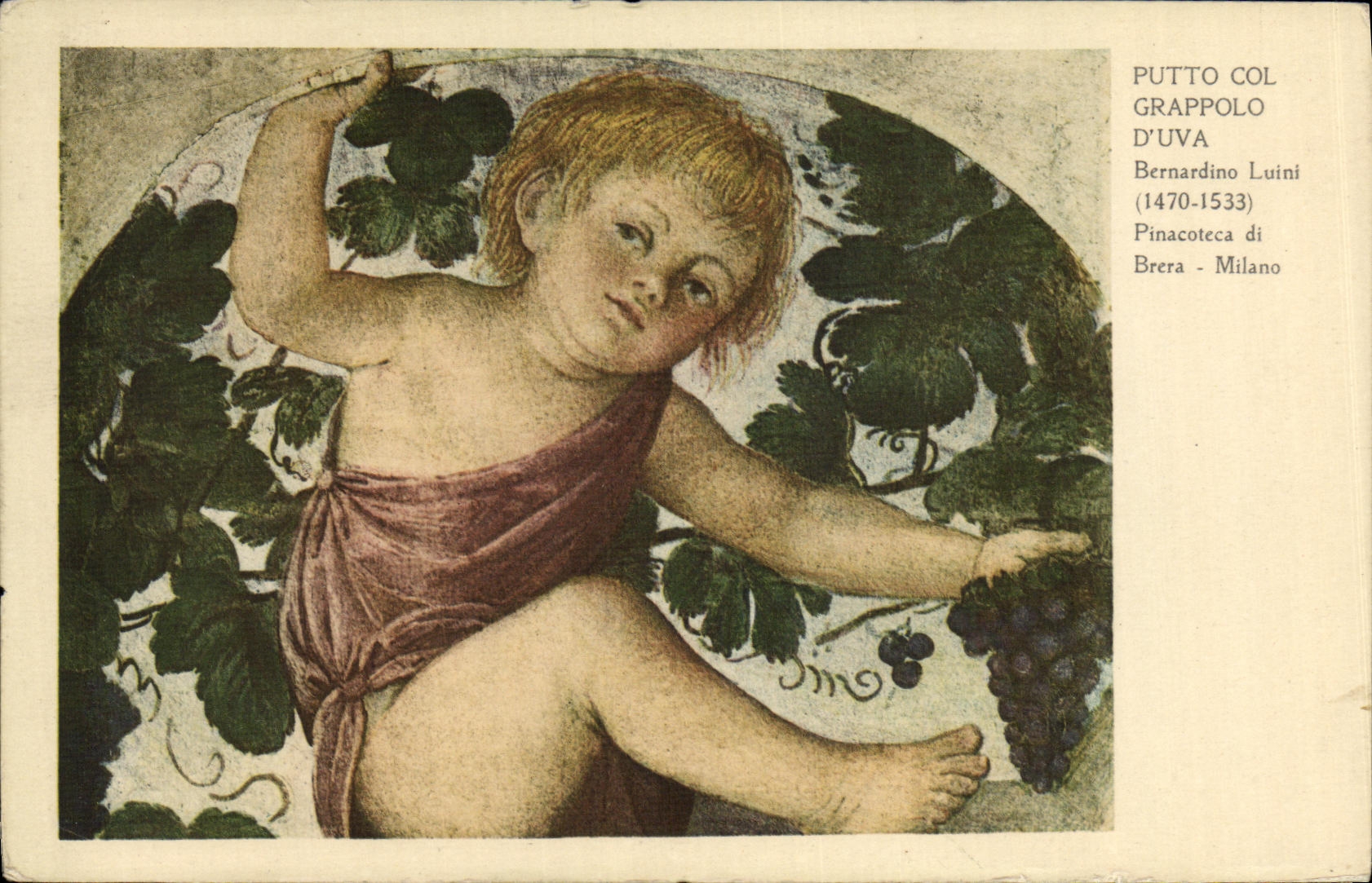 VINTAGE POSTCARD Putto Collar Grappolo D Uva Milano Bernardino Luini Child