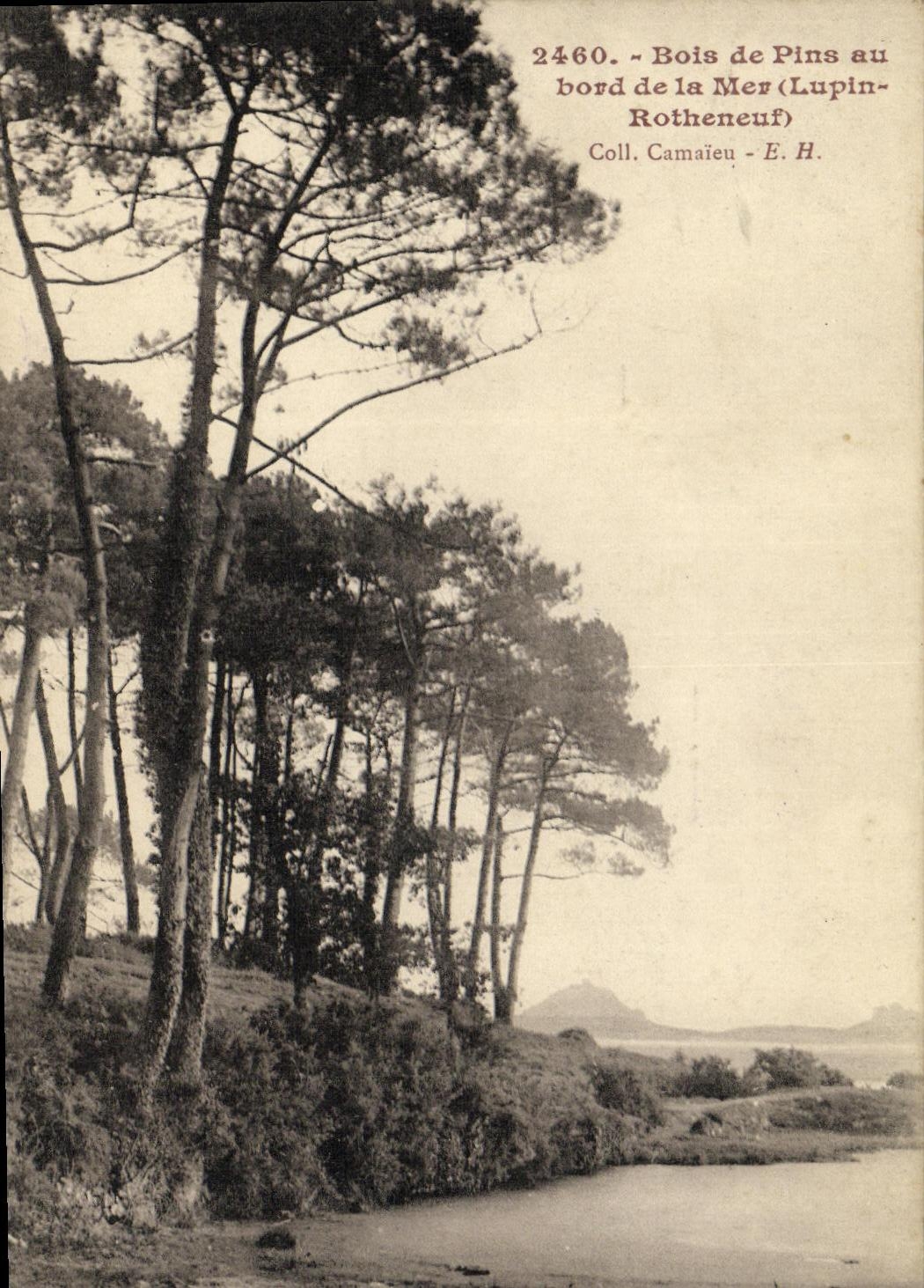 Madera de la POSTAL de la VENDIMIA de pinos en el borde del altramuz de Rotheneuf del mar