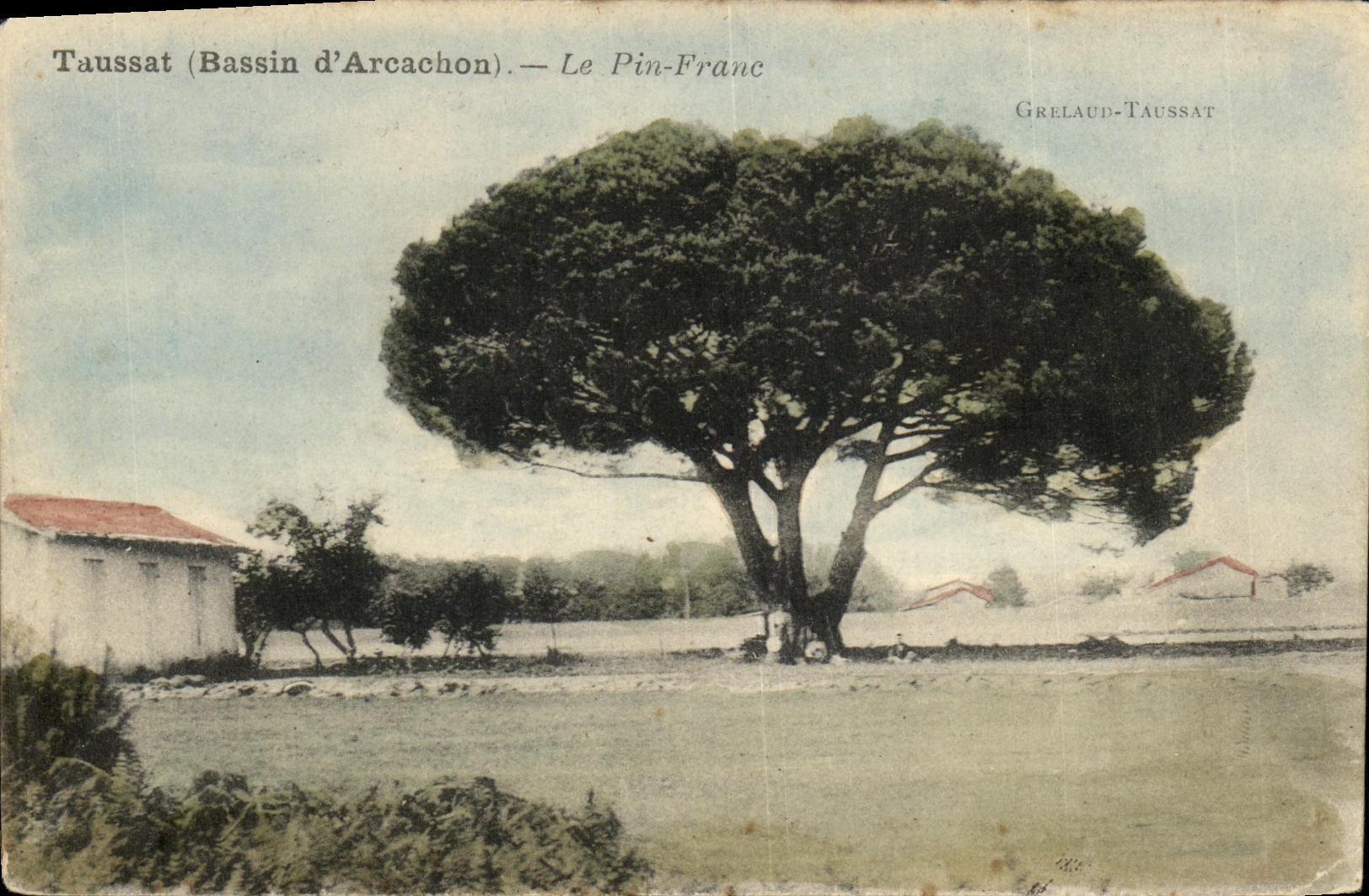 VINTAGE POSTCARD Taussat the Frank Pine