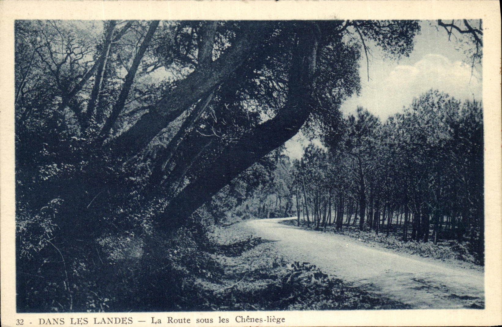 CPA Dans Les Landes La Route sous les Chenes liege