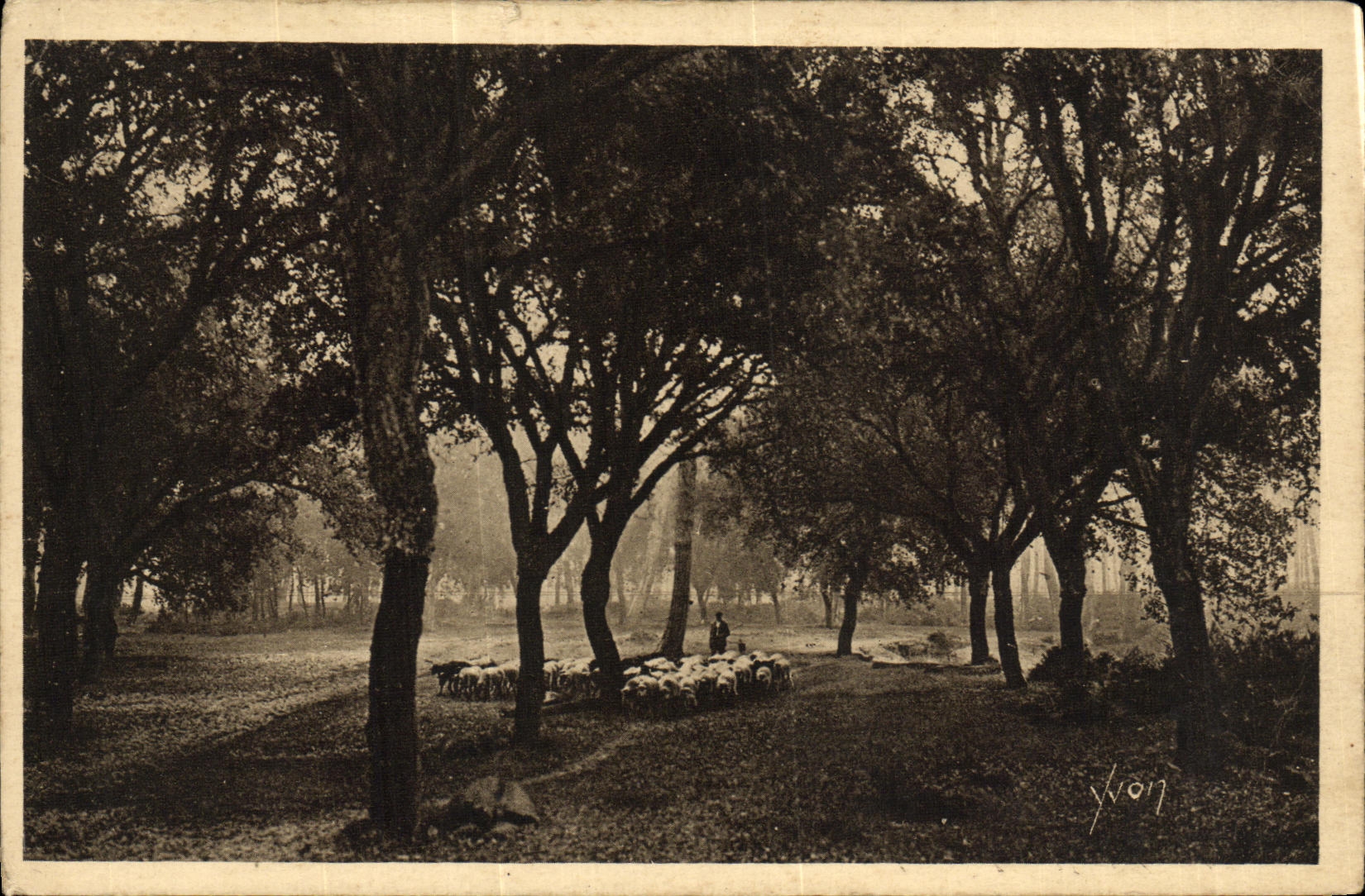 CPA Les Landes De Gascogne Les Chenes lieges Berger moutons
