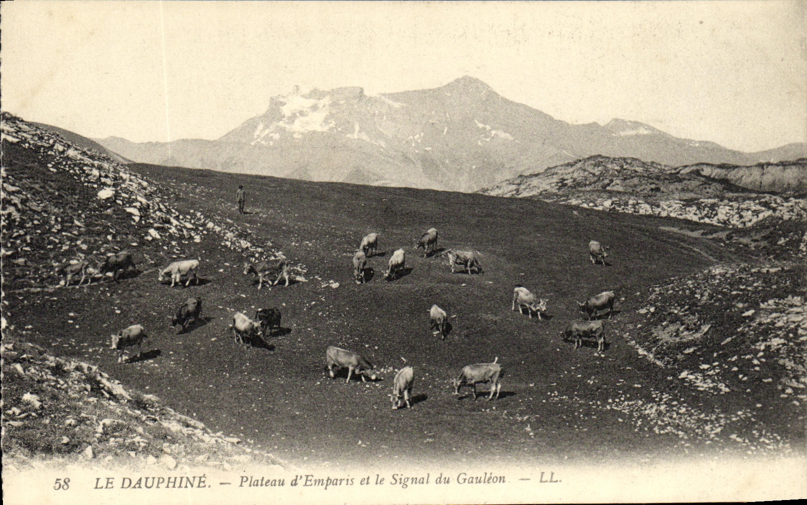 VINTAGE POSTCARD Plate D Emperis and the Signal of Gauleon Cows