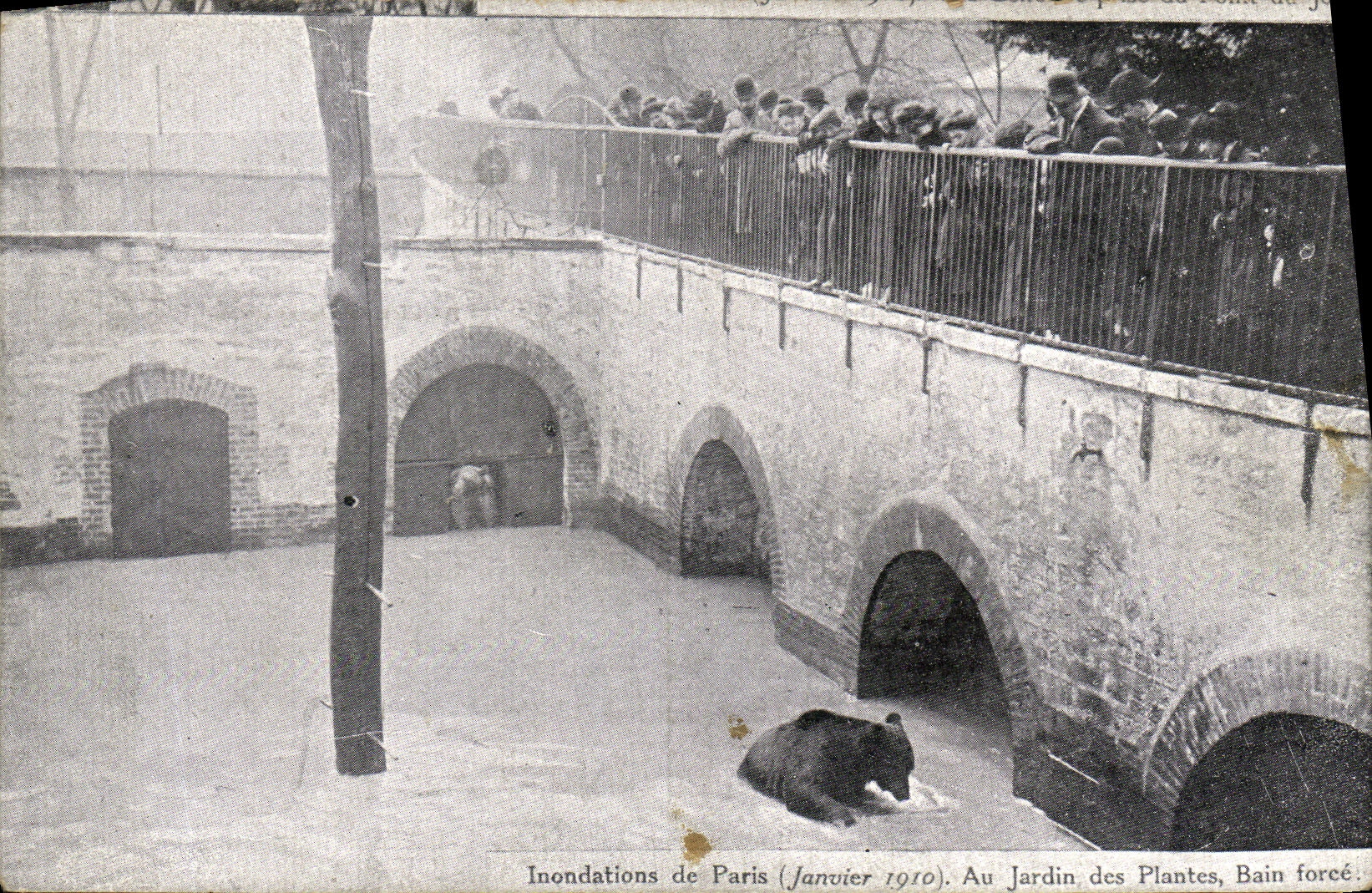 VINTAGE POSTCARD Paris Inondations of 1910 With the botanical garden Bain forces Ours