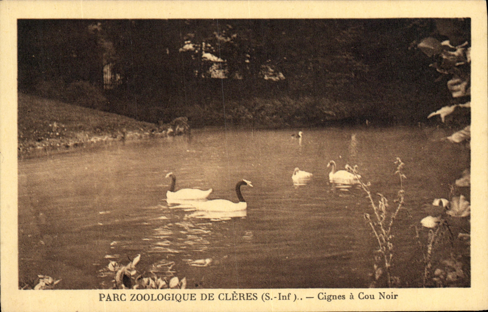 VINTAGE POSTCARD Zoological gardens De Cleres Cignes have black collar Cygne Zoo