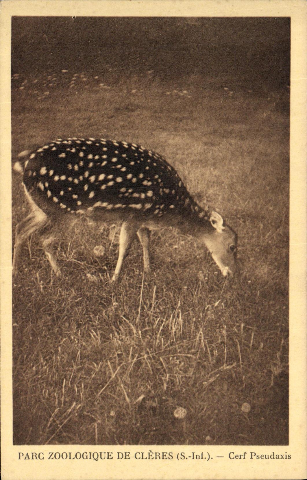 Parque zoologico de De Cleres Stag Pseudaxis de los jardines zoologicos de la POSTAL de la VENDIMIA
