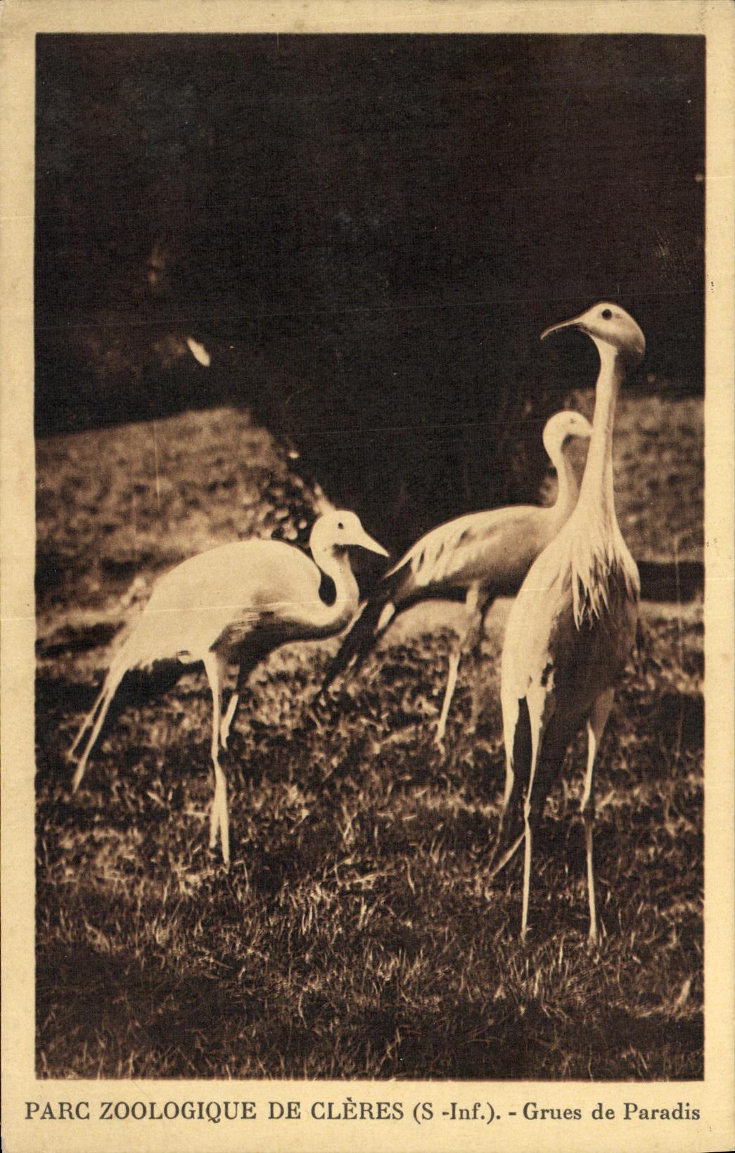 Jardines zoologicos De Cleres Cranes de la POSTAL de la VENDIMIA del parque zoologico del paraiso