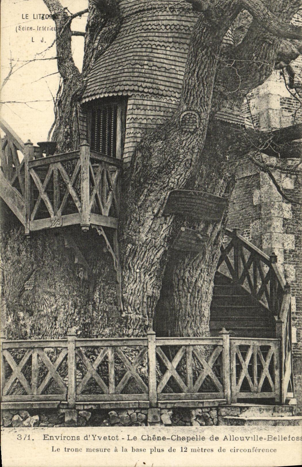 VINTAGE POSTCARD Surroundings D Yvetot the Oak Vault of Allouville Bellefosse Tree