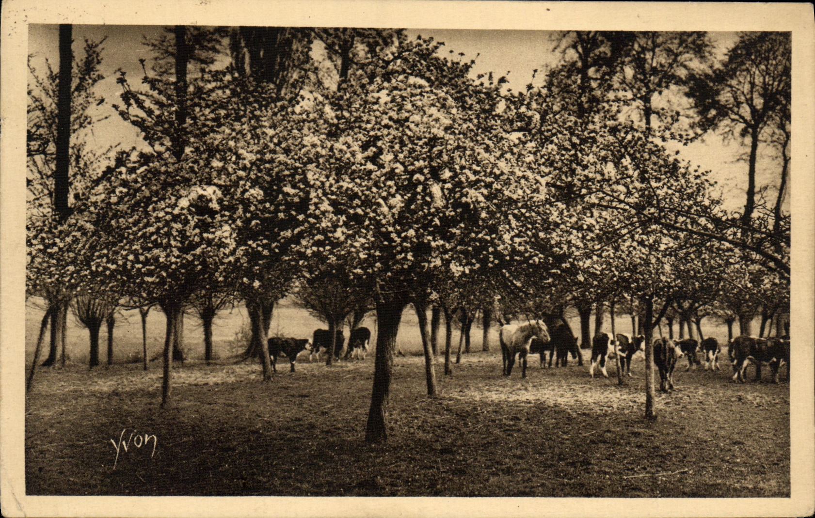 VINTAGE POSTCARD the field SAint Marc on the road of Rouen has Grand Crowns Cows