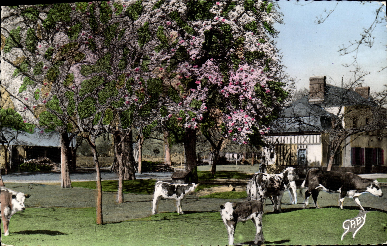 VINTAGE POSTCARD Normandy Apple trees in Flowers and Pear trees Cows