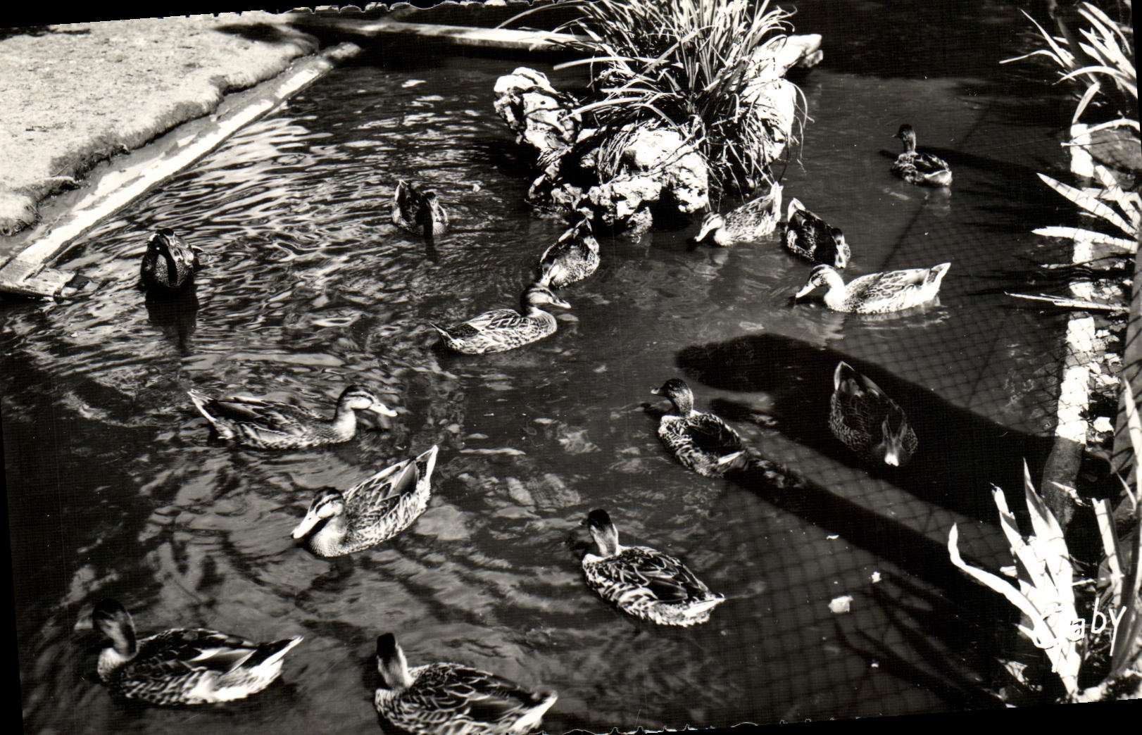 CPM Luc sur Mer Jardin Public Les Canards