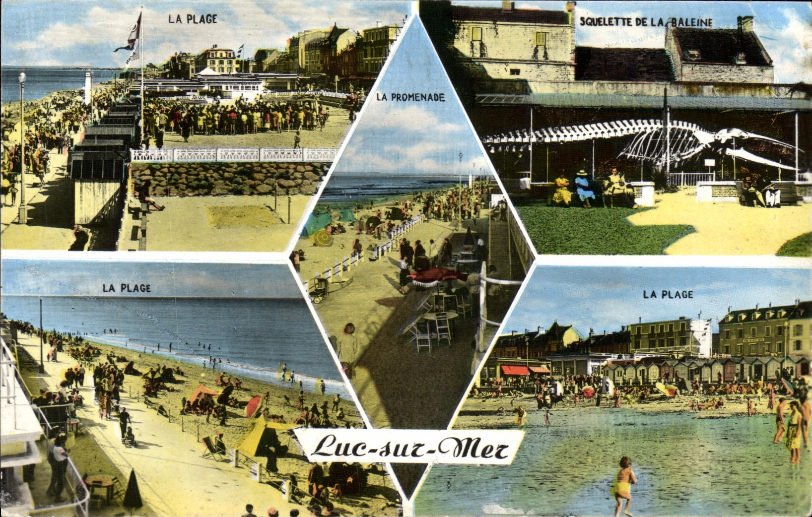 CPM Luc Sur Mer souvenir Baleine 