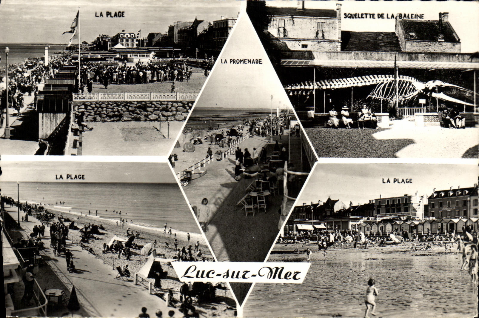 CPM Luc Sur Mer Souvenir Baleine