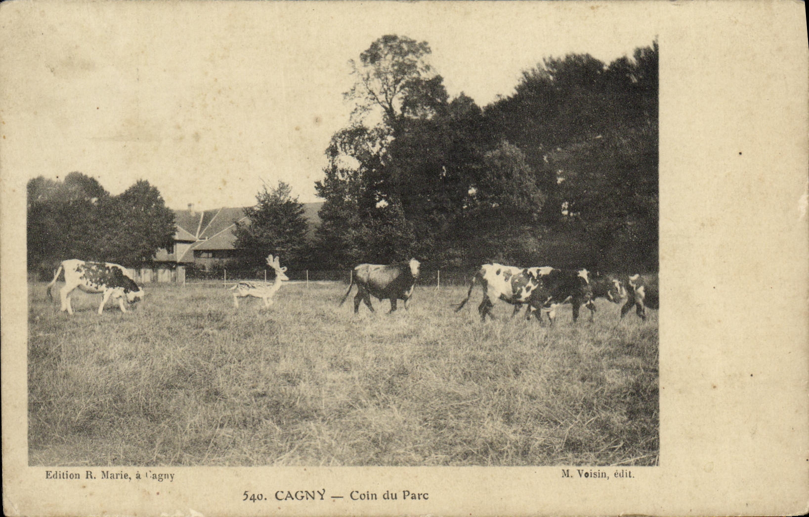 CPA Cagny Coin du Parc Vaches