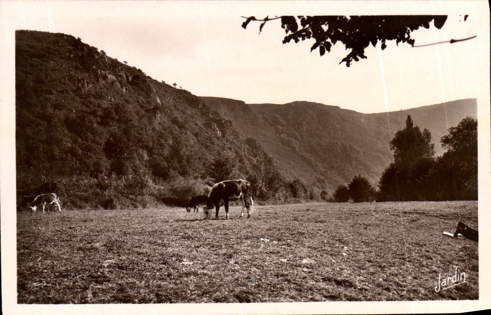 CPM Clecy Les rochers dans leur charme Vache