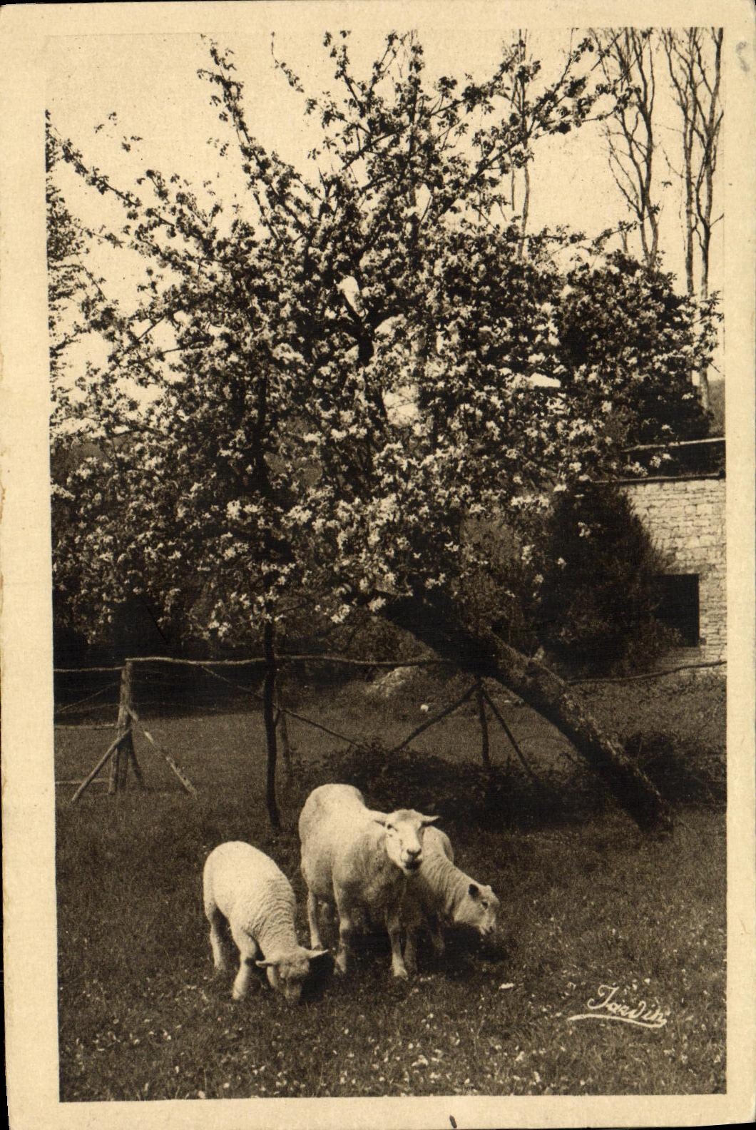 VINTAGE POSTCARD Clecy apple trees in flowers Sheep