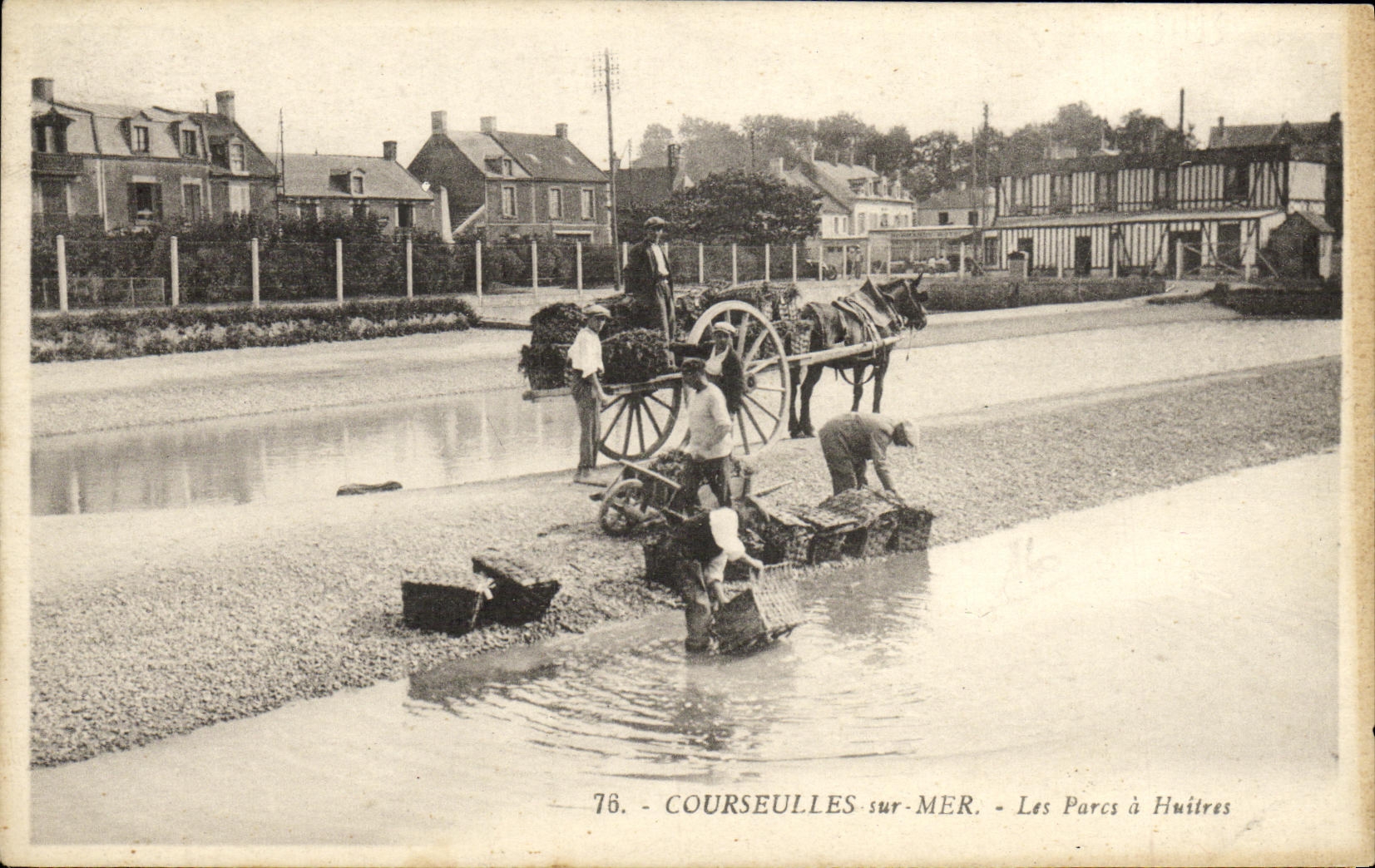 CPA Courseulles Parcs a Huitres