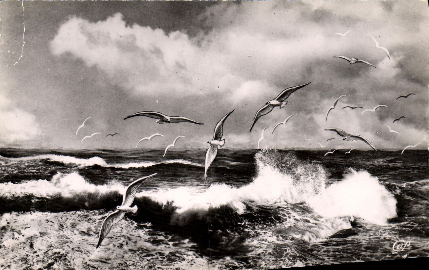 MODERN CARD Trouville Deauville Flight of gulls on the sea