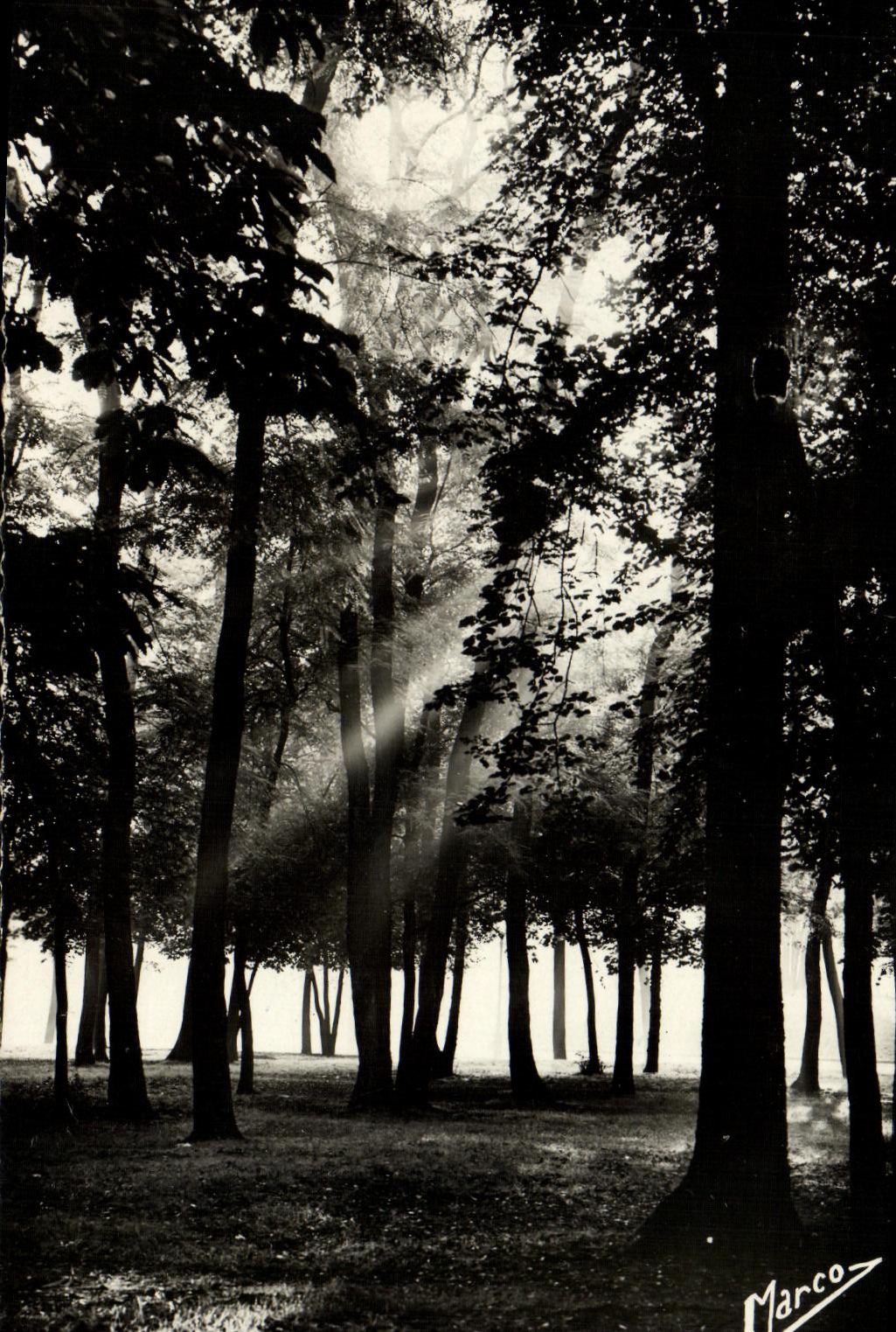 MODERN CARD Our Pretty Under Wood the Bois de Boulogne Dawn misty