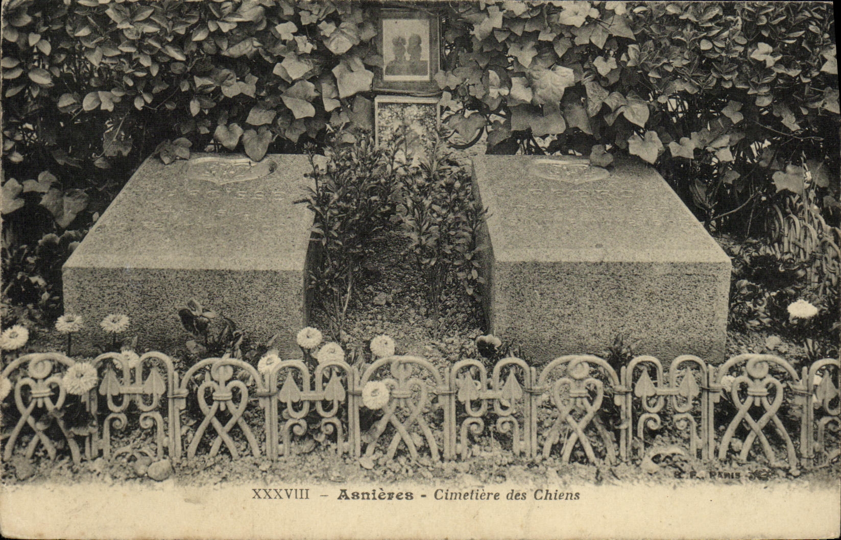 CPA Asnieres Cimetiere des Chiens