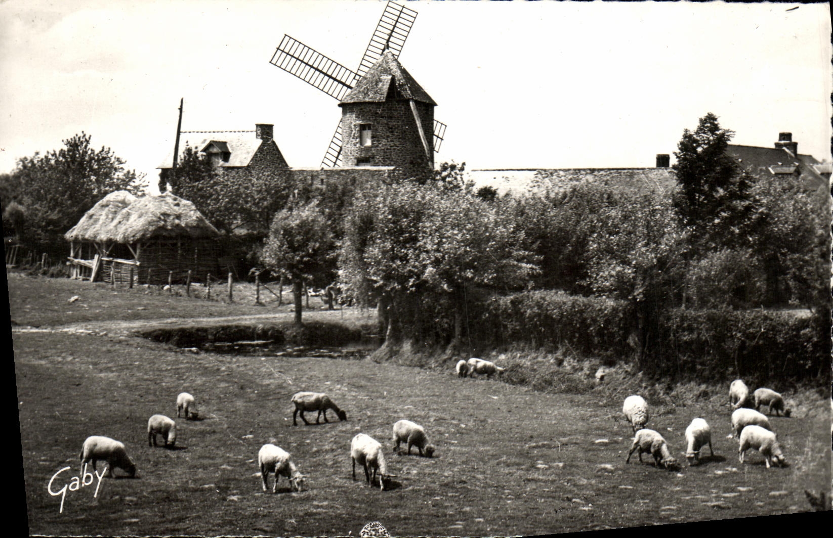 CPM Le Mont Dol Le Moulin du Tertre Moutons