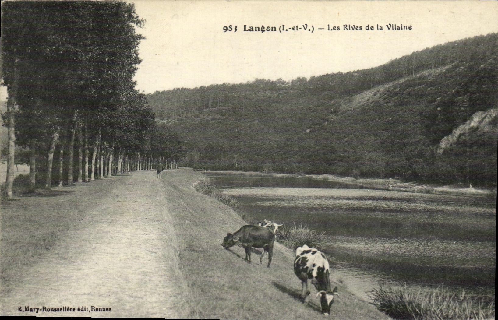 CPA Langon Les Rives de la Villaine Vaches