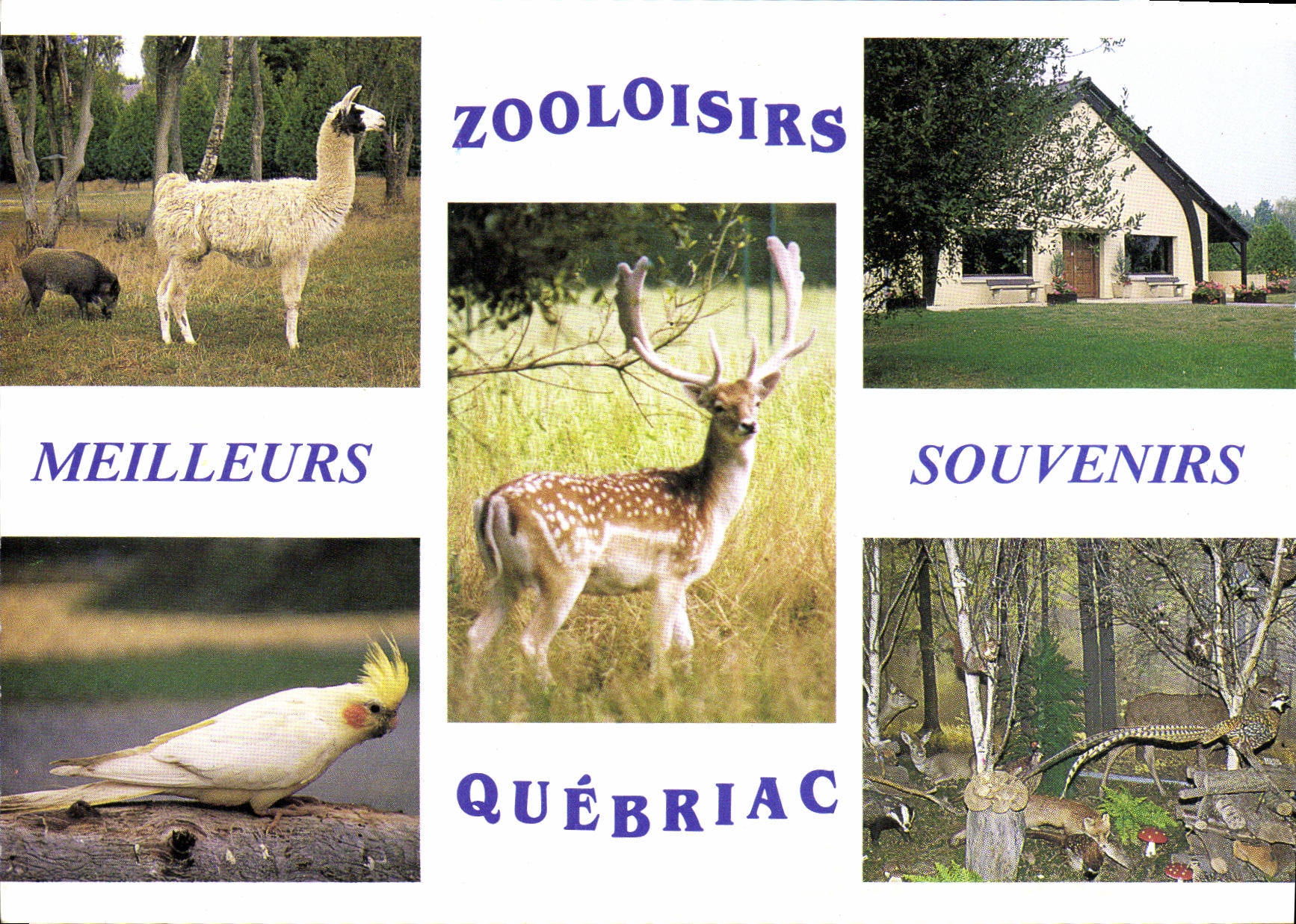 POSTAL MODERNA Zooloisirs nos dejo quemarlos parque zoologico de Quebriac Tintenic