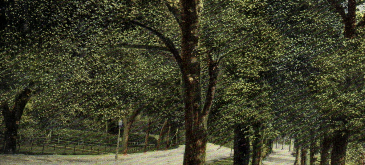 VINTAGE POSTCARD The Clifton walk