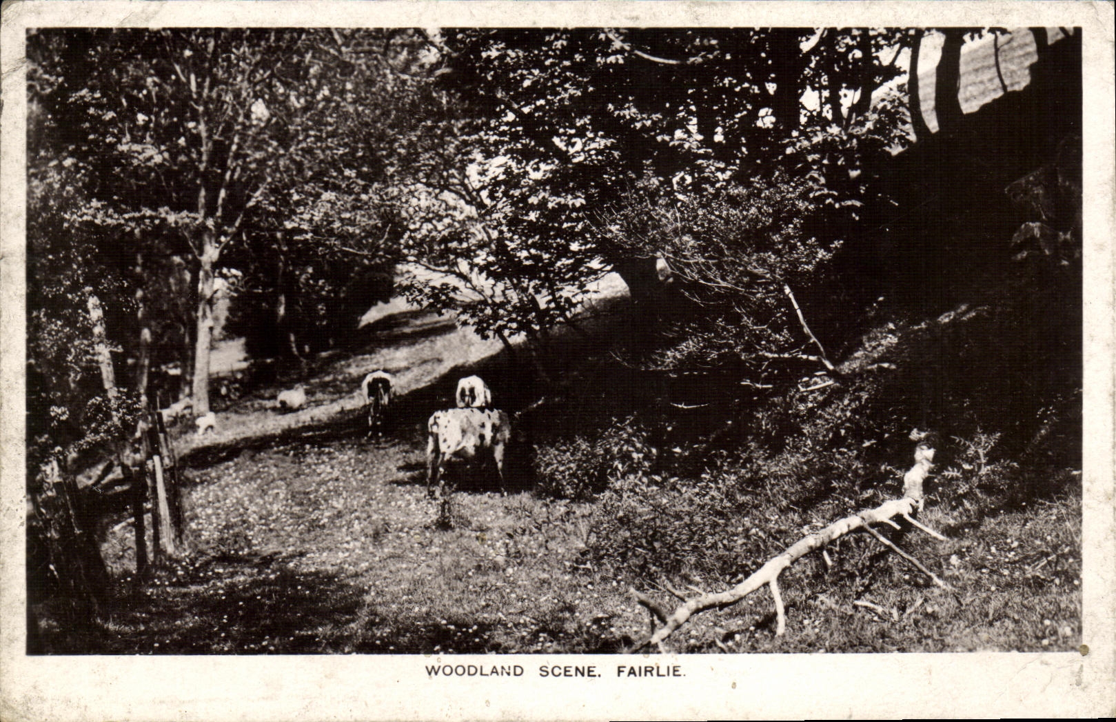 Vacas de Fairlie de la escena del arbolado de la POSTAL de la VENDIMIA
