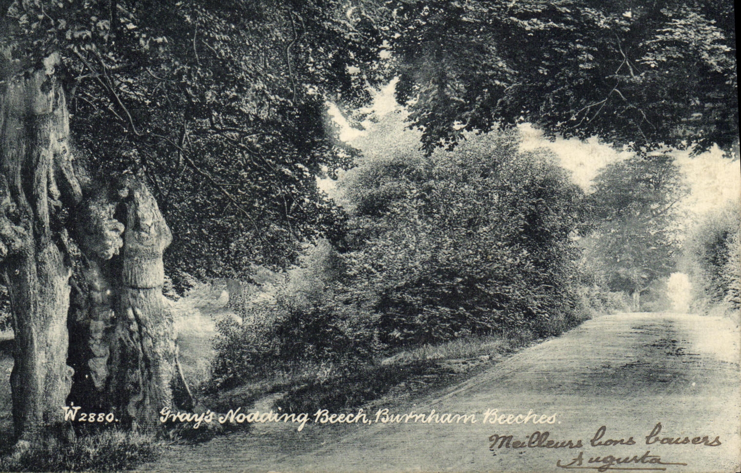 VINTAGE POSTCARD Burnham Beeches