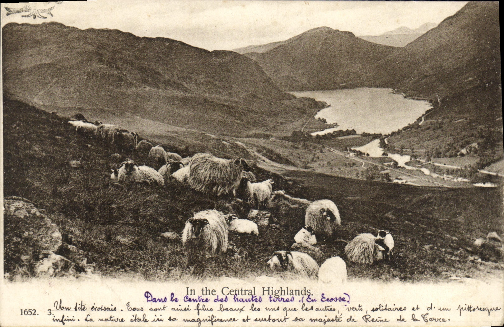 VINTAGE POSTCARD In the Central Highlands Sheep