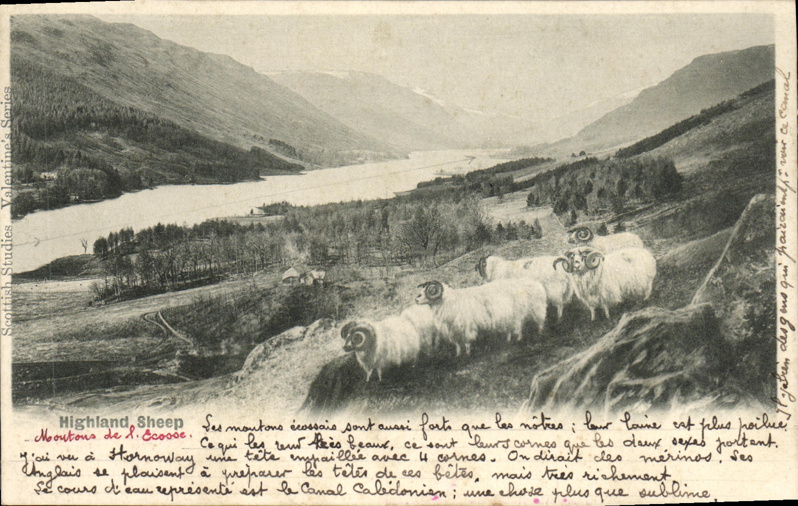 VINTAGE POSTCARD Highland Sheep Scotland Sheep