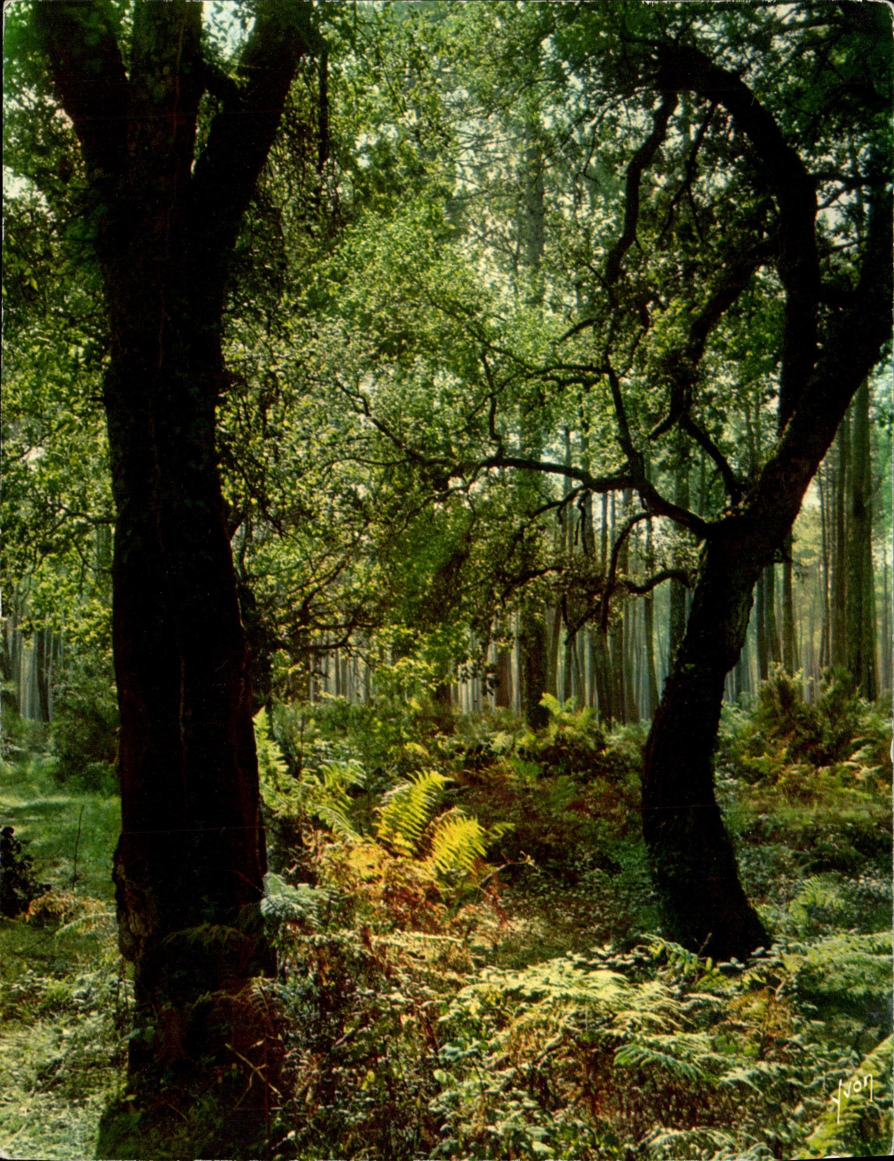 CPA Couleurs Et Lumiere De France Contre jour en foret