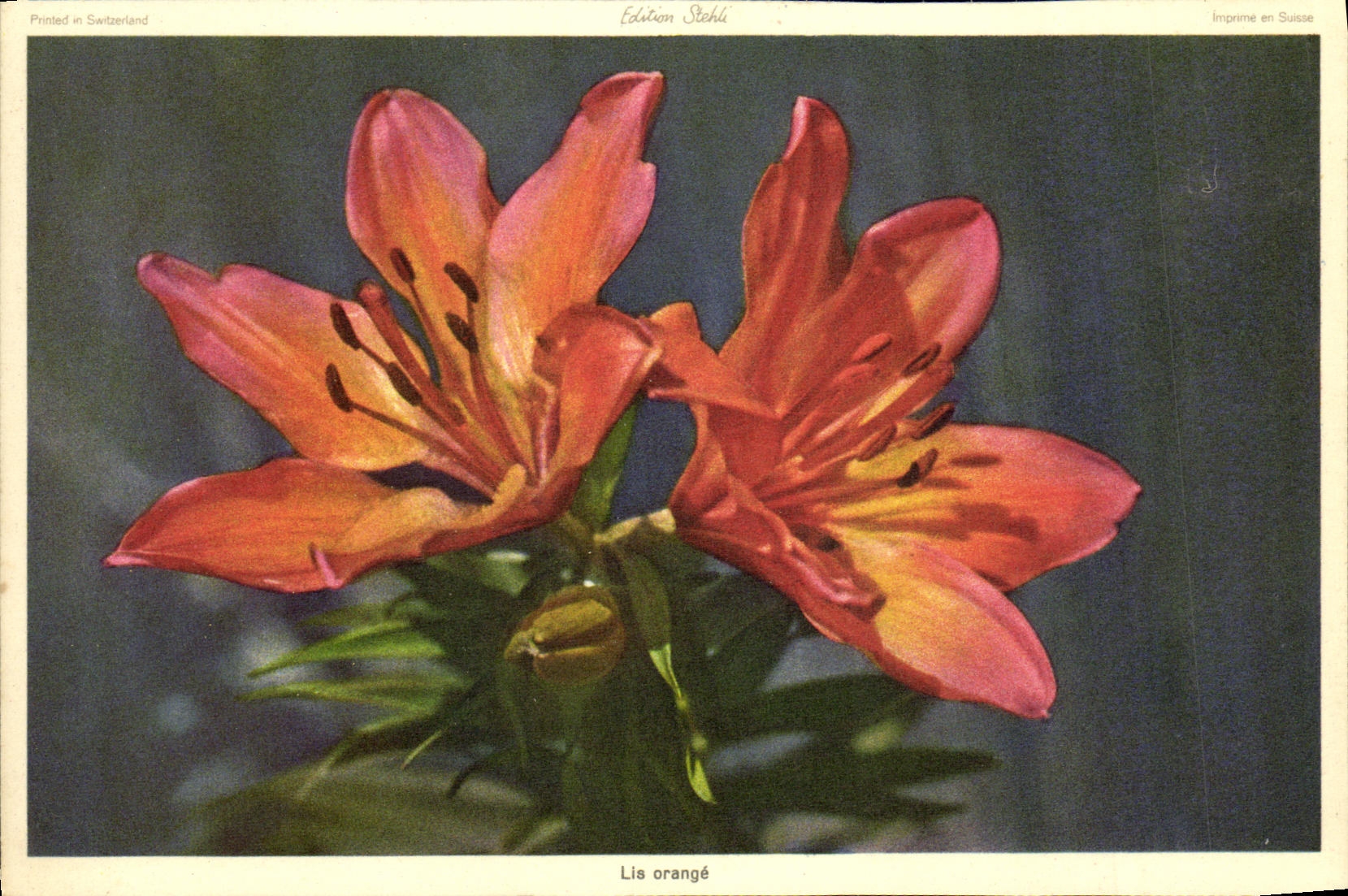 CPA Lis Orange Fleurs