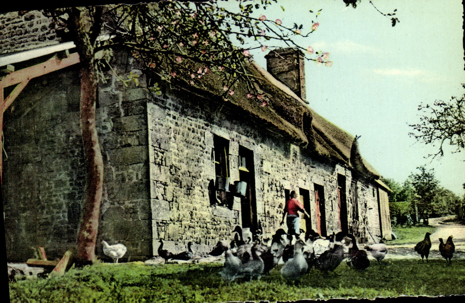 CPM La Normandie Petite Ferme