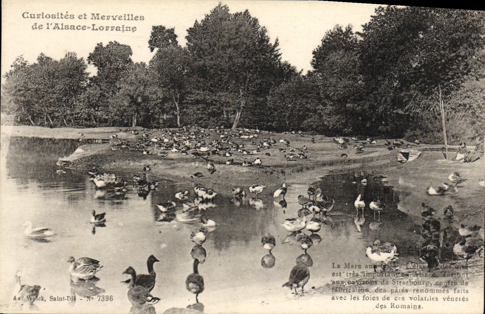 VINTAGE POSTCARD Couriosites and Merveilles of L Lorraine Alsace the pond with geese