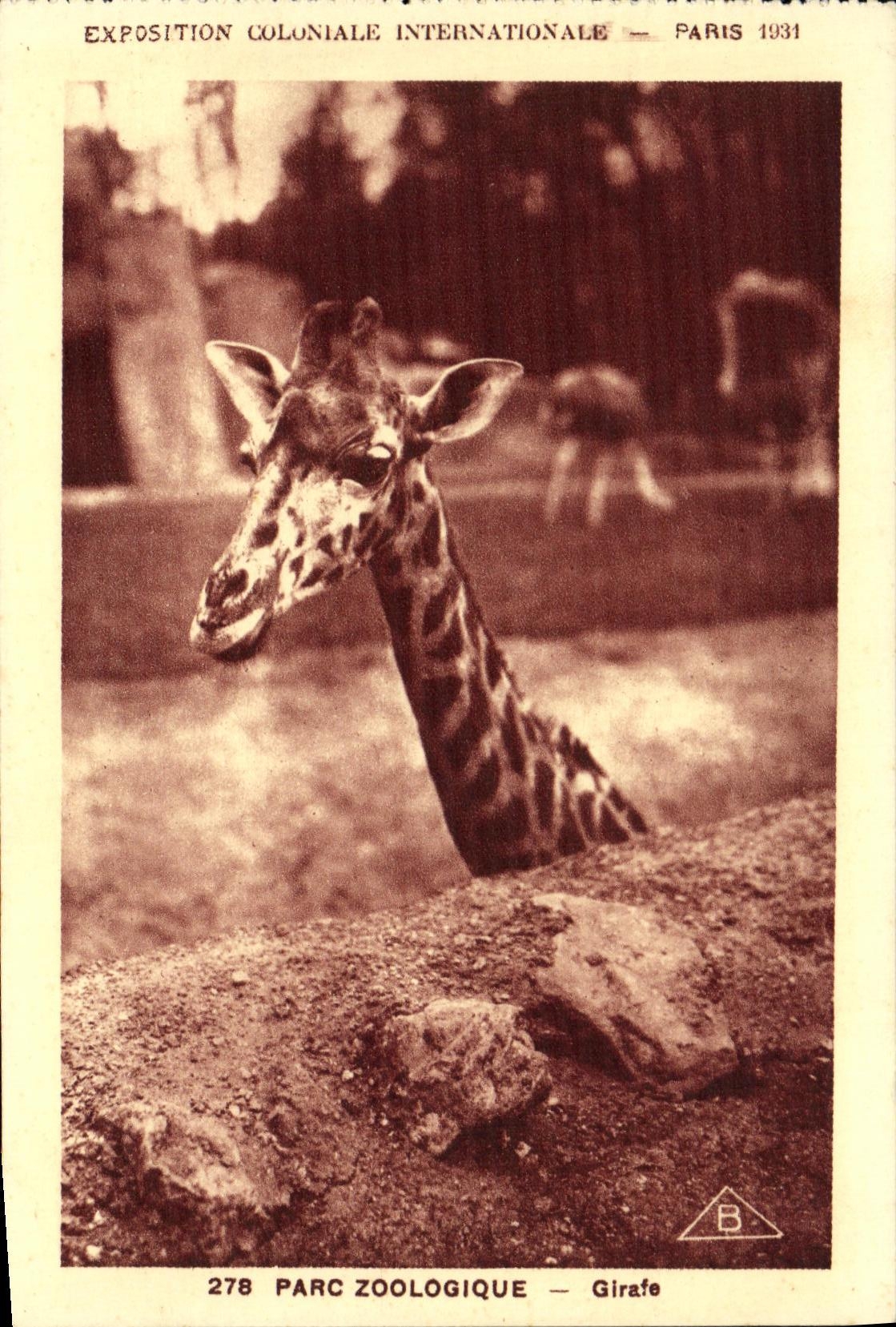CPA Exposition Coloniale Internationale Paris Parc Zoologique Girafe Zoo