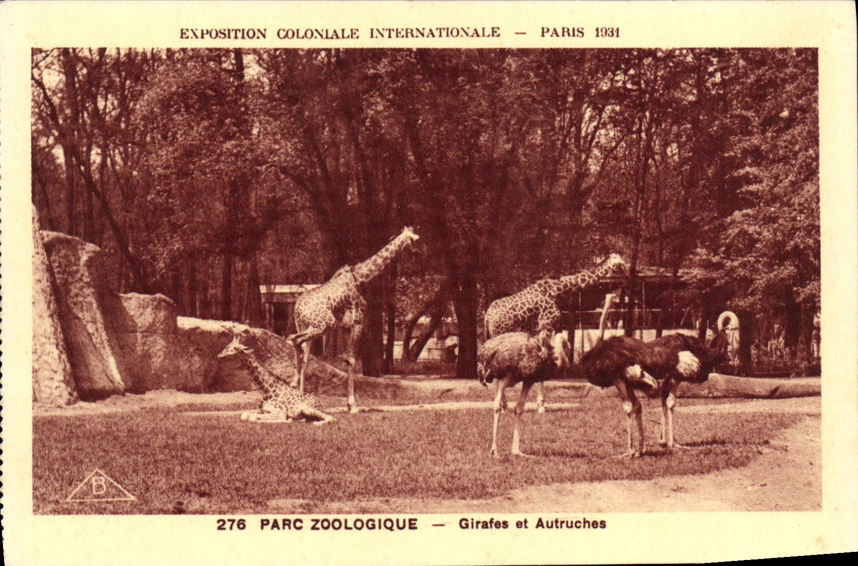 CPA Exposition Coloniale Internationale Paris Parc Zoologique Girafes et Autruches