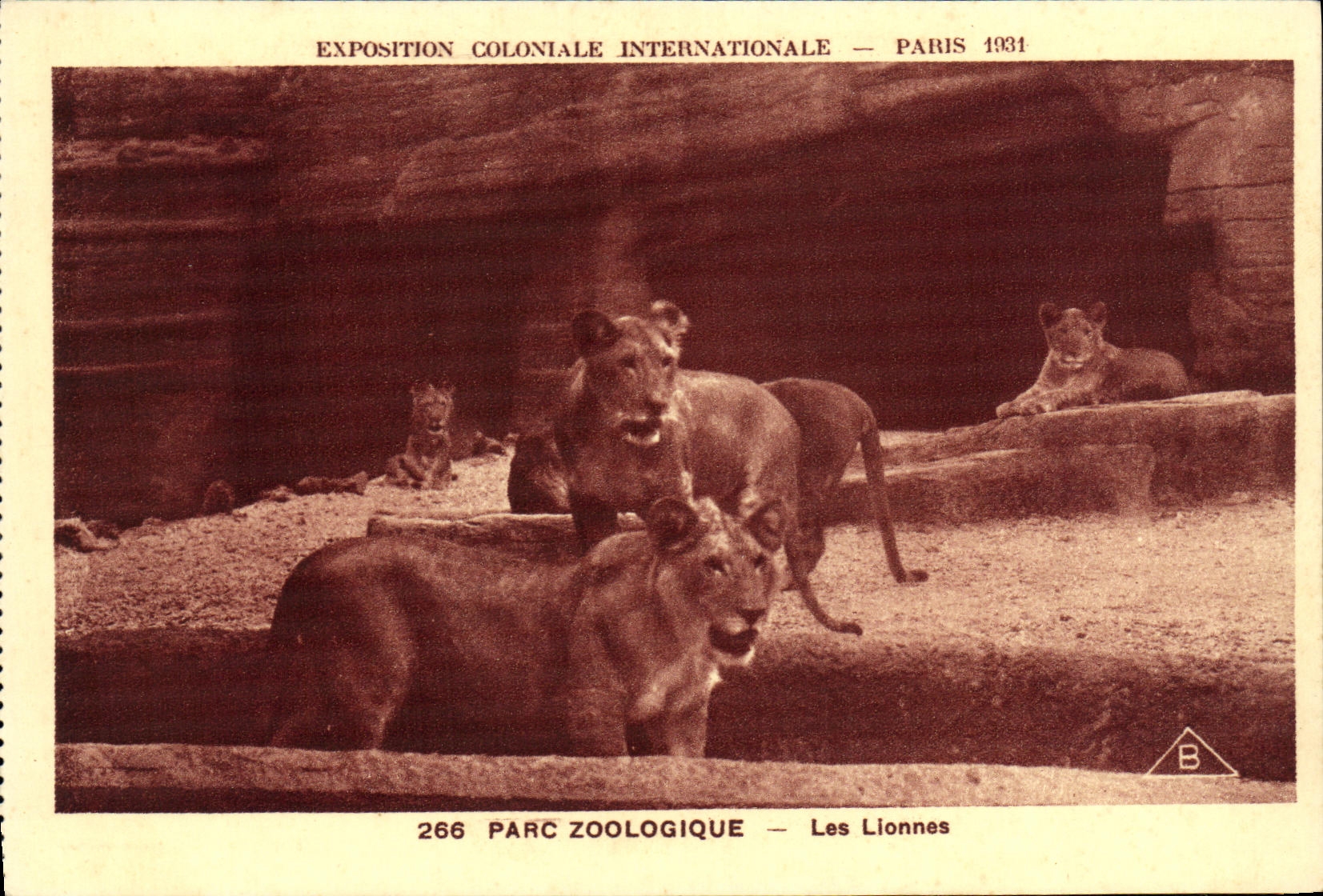 VINTAGE POSTCARD Fair Colonial International Paris Zoological gardens the Lionesses Lions