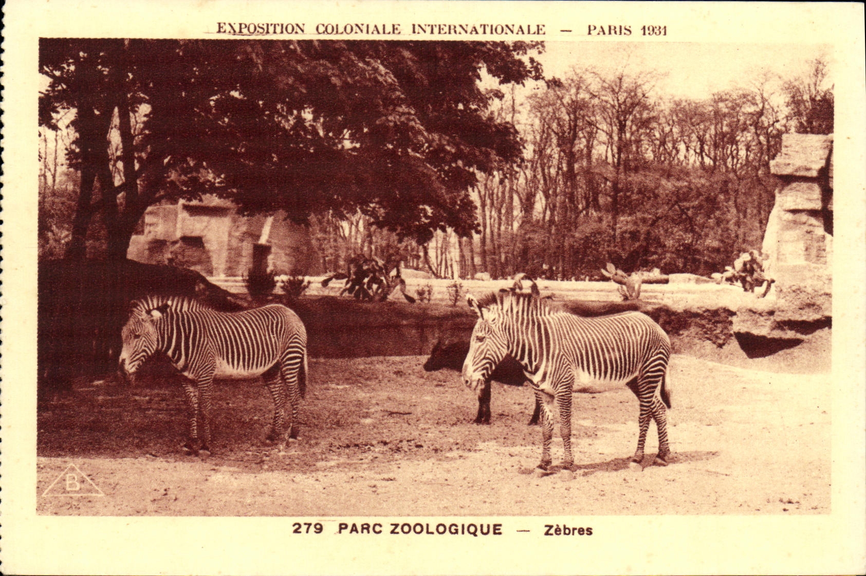 VINTAGE POSTCARD Fair Colonial International Paris Zoological gardens Zebras