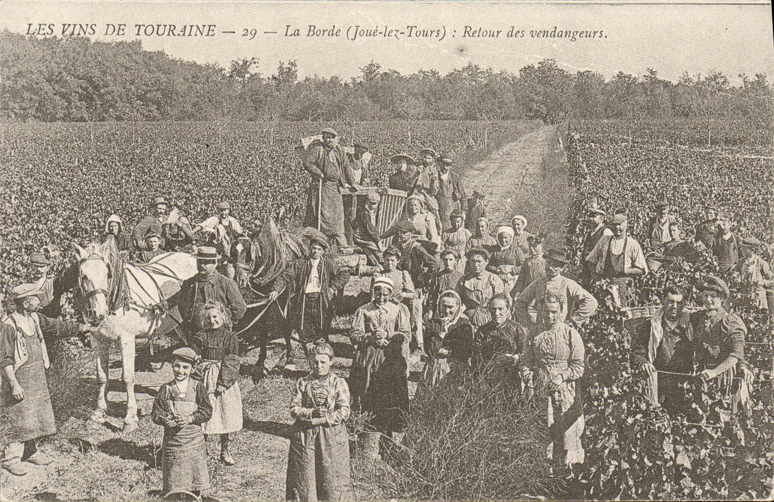 REPRO los vinos De Touraine Borders el vuelta del Vintagers