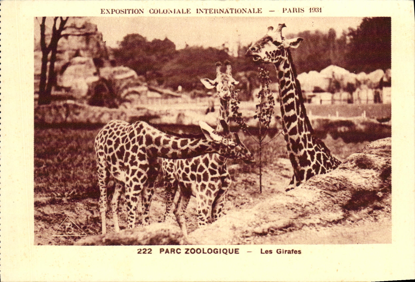 POSTAL favorablemente Paris internacional colonial de la VENDIMIA 1931 jirafas de los jardines zoologicos