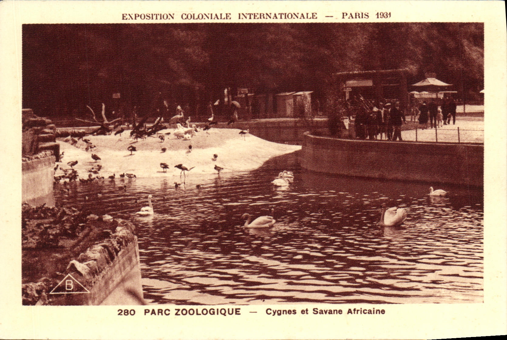 POSTAL favorablemente Paris internacional colonial de la VENDIMIA 1931 cisnes de los jardines zoologicos y cisne africano de la sabana