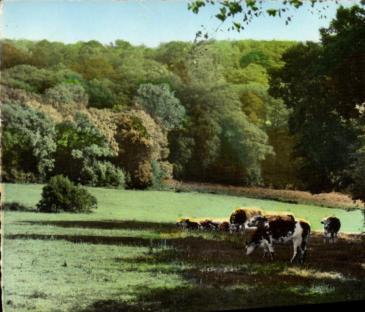 POSTAL MODERNA pasta vacas