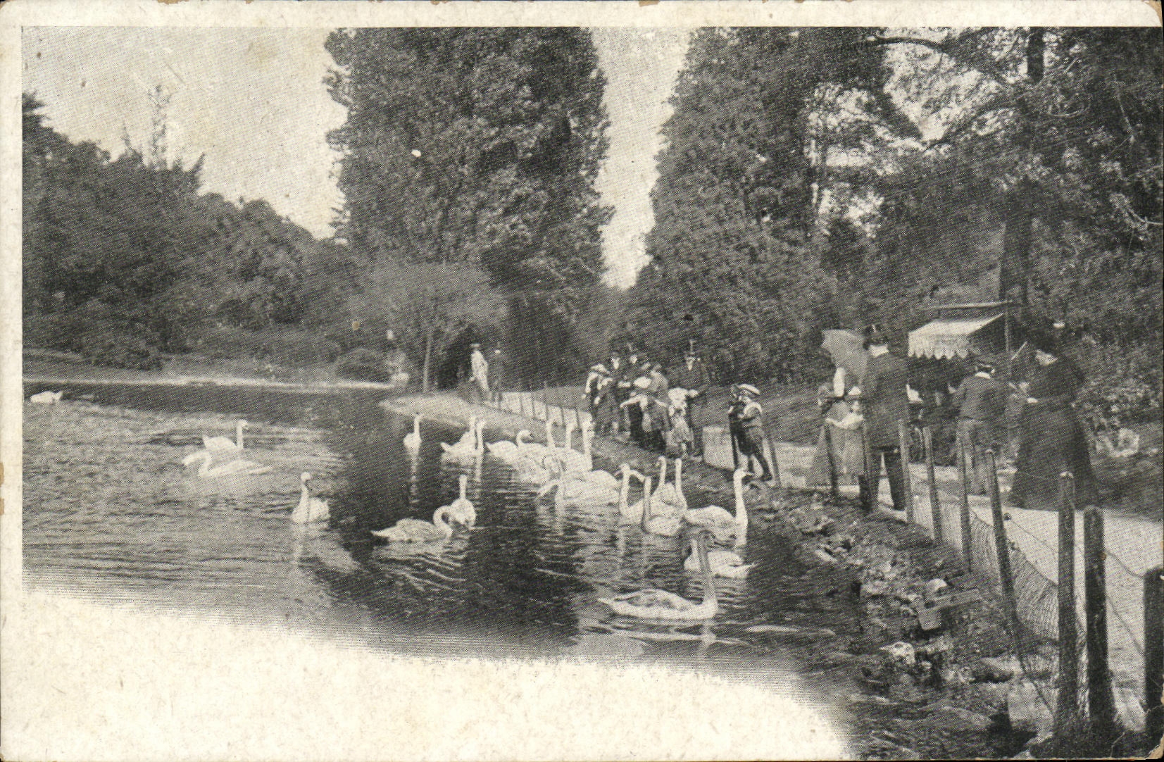 VINTAGE POSTCARD Park Swans