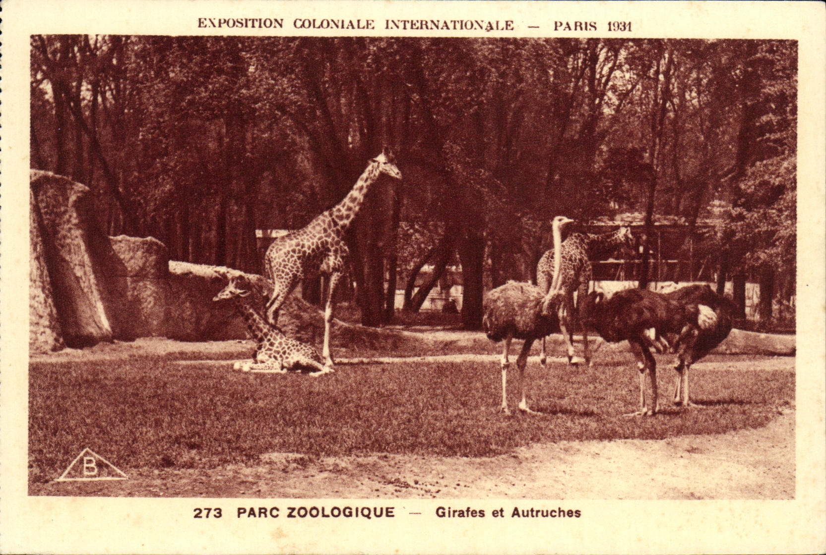 CPA Exposition Coloniale Internationale Paris Parc Zoologique Girafes et Autruches Zoo